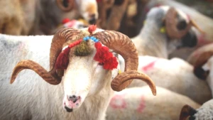 Kurban Bayramı 2026: Tarih ve Günüyle Kaçırılmayacak Detaylar!